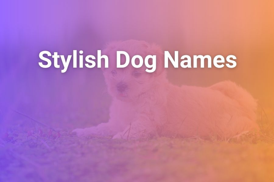 Stylish Dog Names That Make Your Pup Stand Out